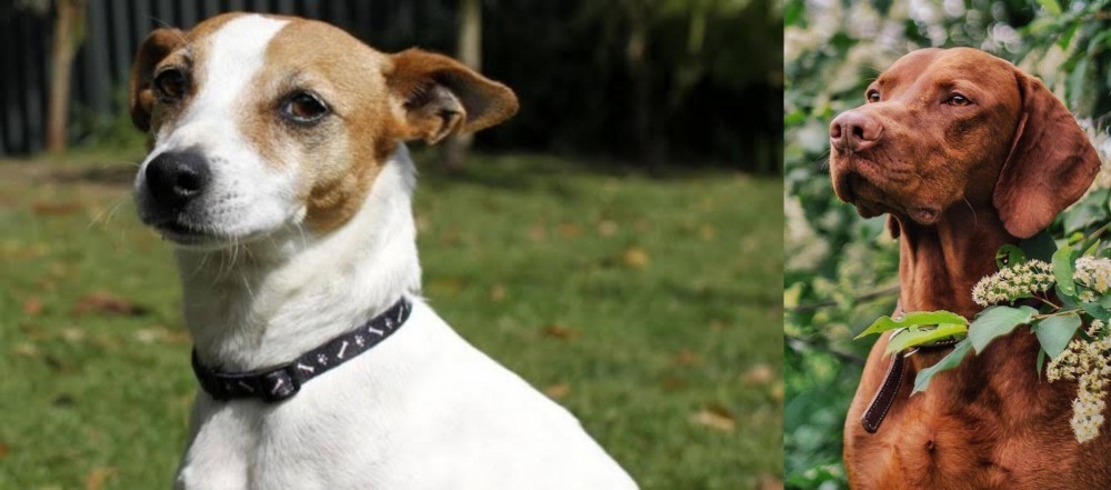Vizsla vs Tenterfield Terrier - Breed Comparison