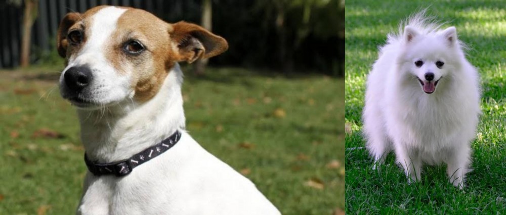 Volpino Italiano vs Tenterfield Terrier - Breed Comparison