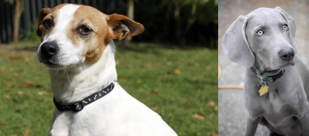 Weimaraner vs Tenterfield Terrier - Breed Comparison