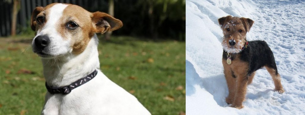 Welsh Terrier vs Tenterfield Terrier - Breed Comparison