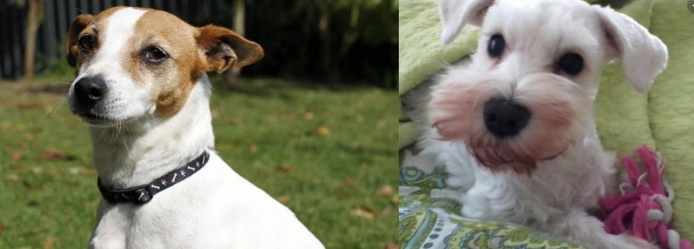 White Schnauzer vs Tenterfield Terrier - Breed Comparison