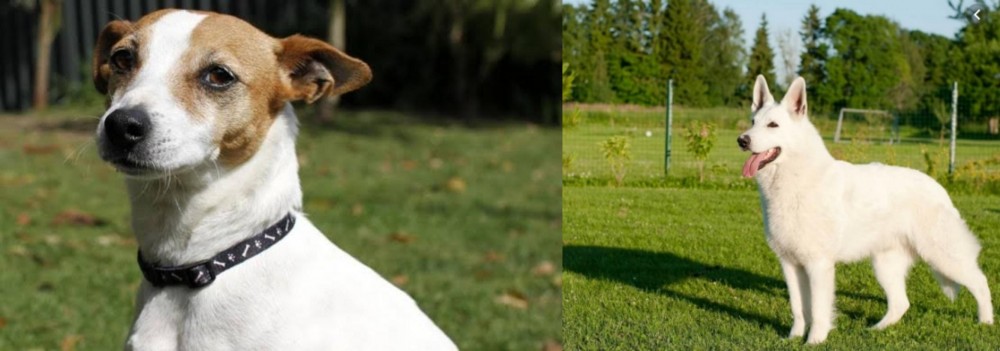 White Shepherd vs Tenterfield Terrier - Breed Comparison