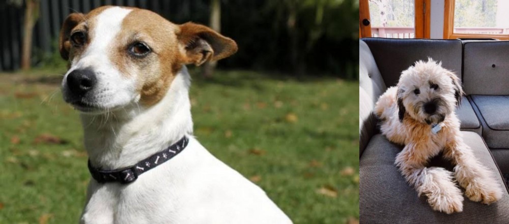 Whoodles vs Tenterfield Terrier - Breed Comparison