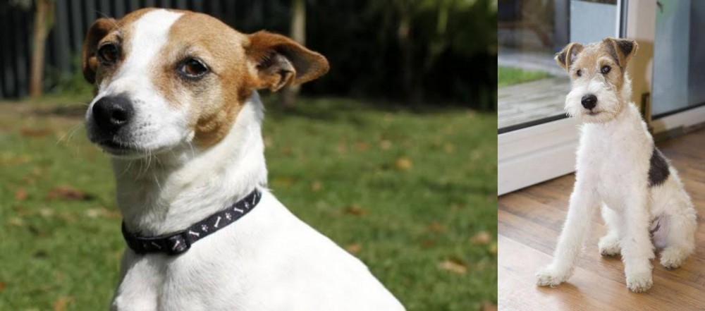 Wire Fox Terrier vs Tenterfield Terrier - Breed Comparison