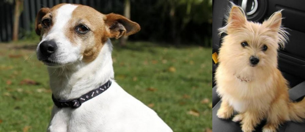 Yoranian vs Tenterfield Terrier - Breed Comparison