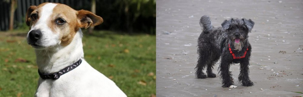 YorkiePoo vs Tenterfield Terrier - Breed Comparison