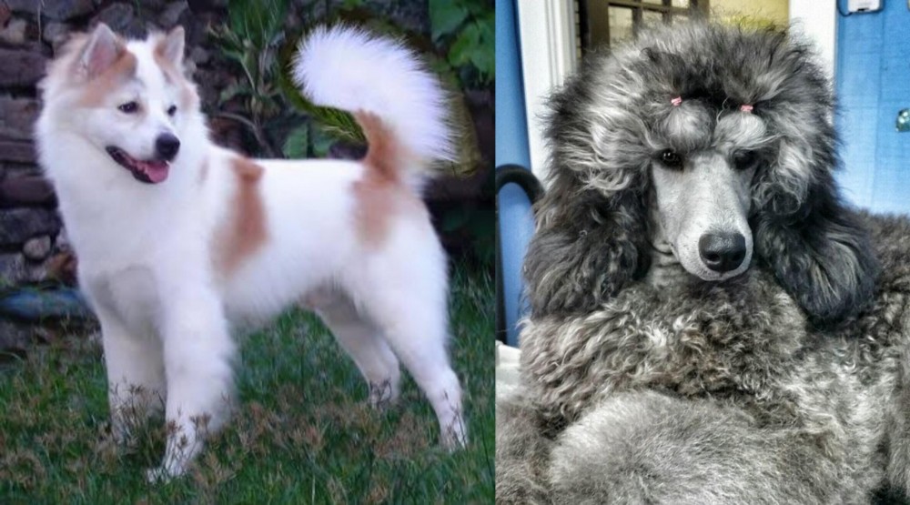 Standard Poodle vs Thai Bangkaew - Breed Comparison