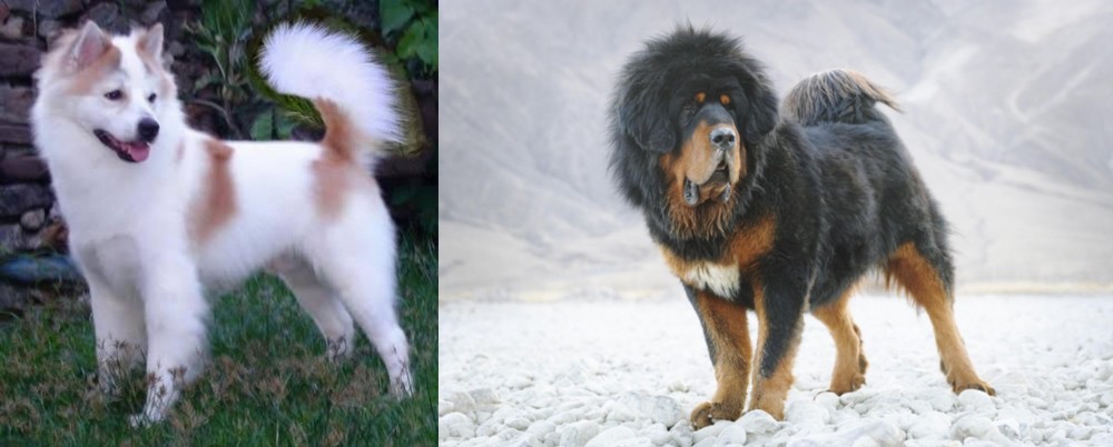 Tibetan Mastiff vs Thai Bangkaew - Breed Comparison