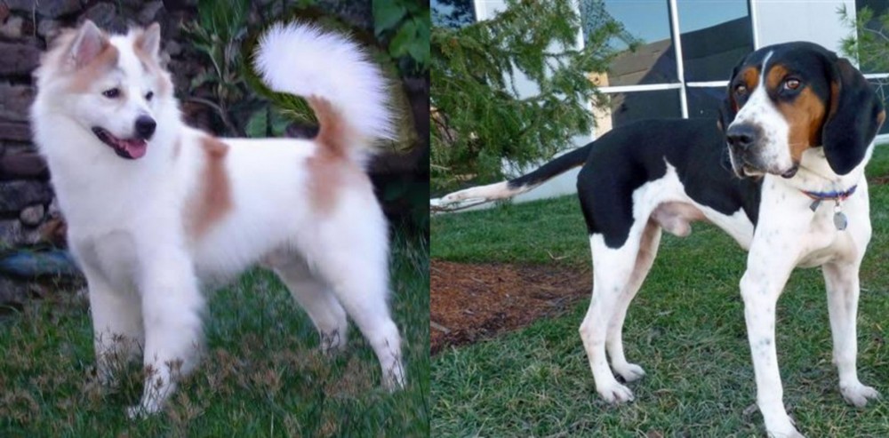 Treeing Walker Coonhound vs Thai Bangkaew - Breed Comparison
