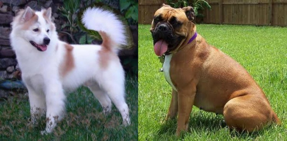 Valley Bulldog vs Thai Bangkaew - Breed Comparison