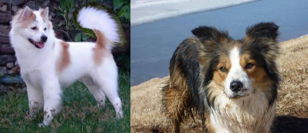 Welsh Sheepdog vs Thai Bangkaew - Breed Comparison