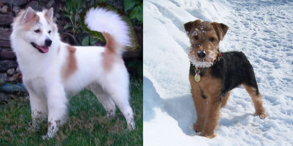 Welsh Terrier vs Thai Bangkaew - Breed Comparison