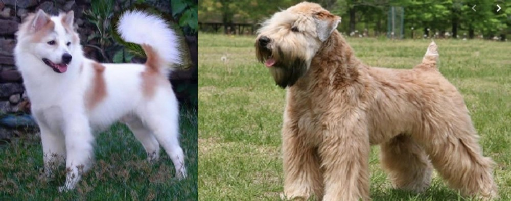Wheaten Terrier vs Thai Bangkaew - Breed Comparison