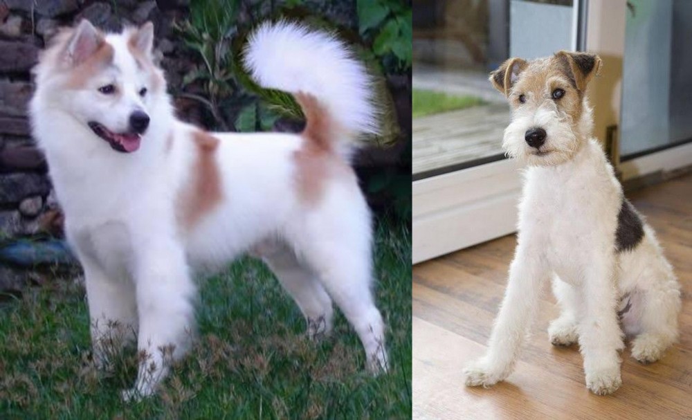 Wire Fox Terrier vs Thai Bangkaew - Breed Comparison