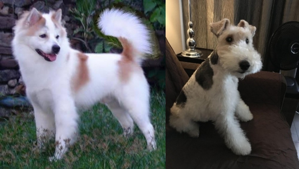 Wire Haired Fox Terrier vs Thai Bangkaew - Breed Comparison
