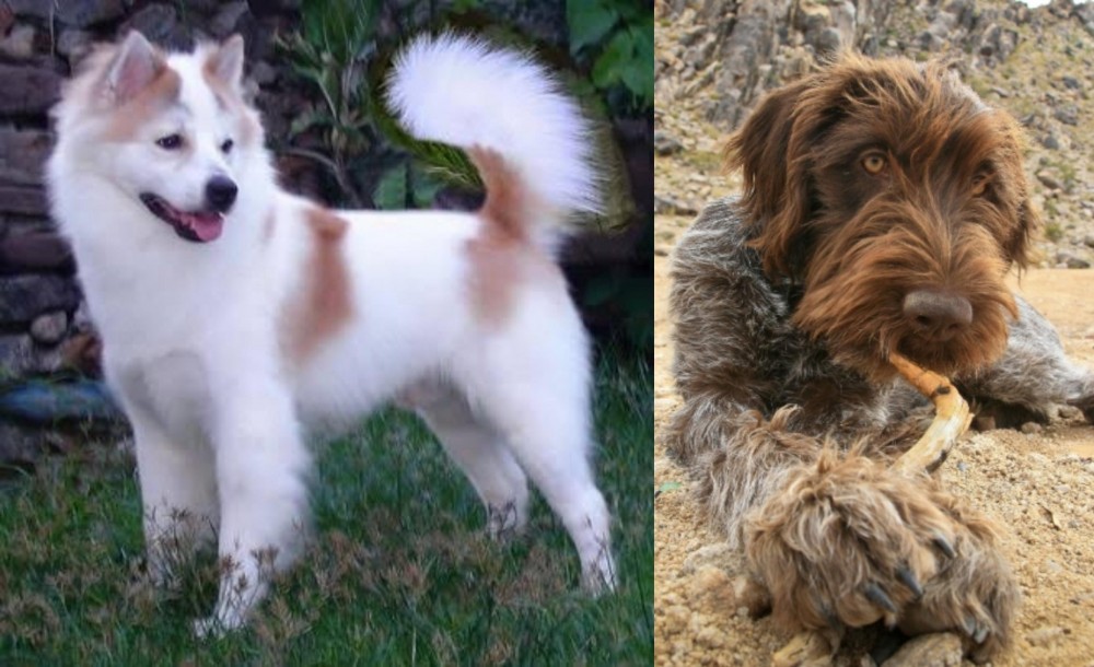 Wirehaired Pointing Griffon vs Thai Bangkaew - Breed Comparison
