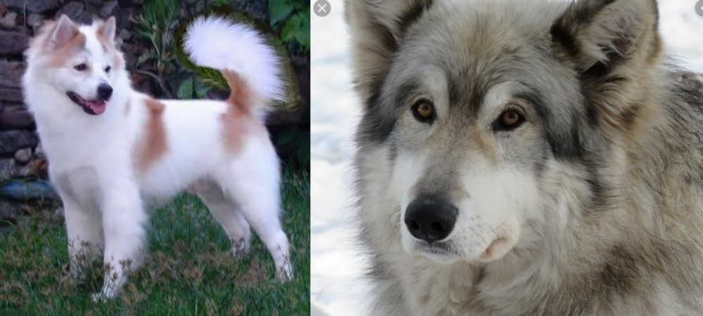 Wolfdog vs Thai Bangkaew - Breed Comparison