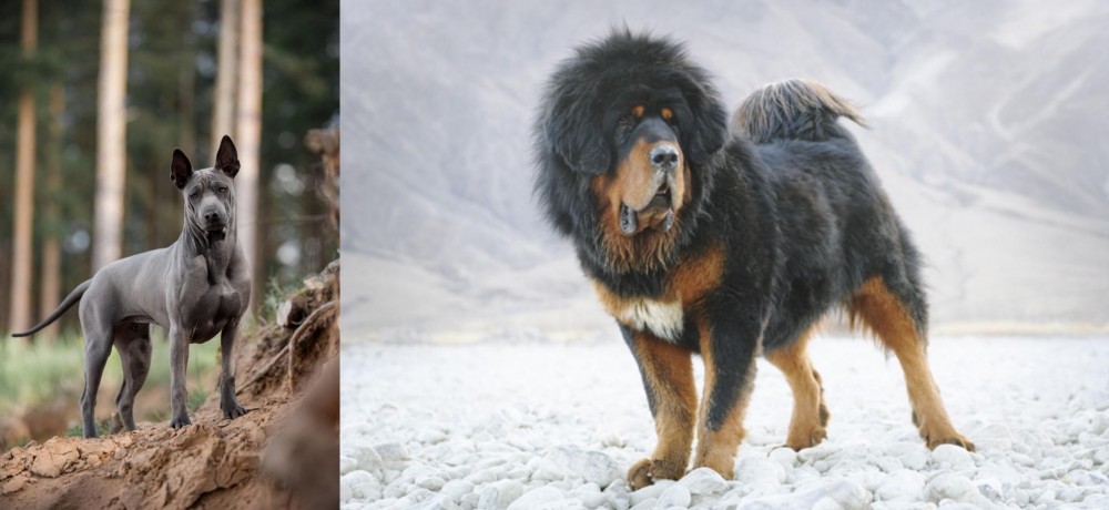 Tibetan Mastiff vs Thai Ridgeback - Breed Comparison