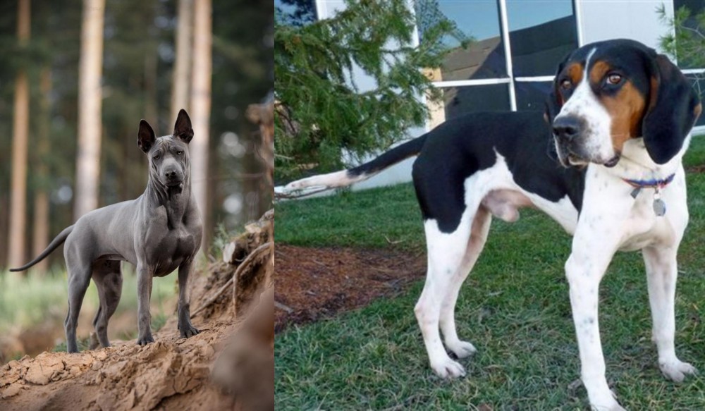 Treeing Walker Coonhound vs Thai Ridgeback - Breed Comparison