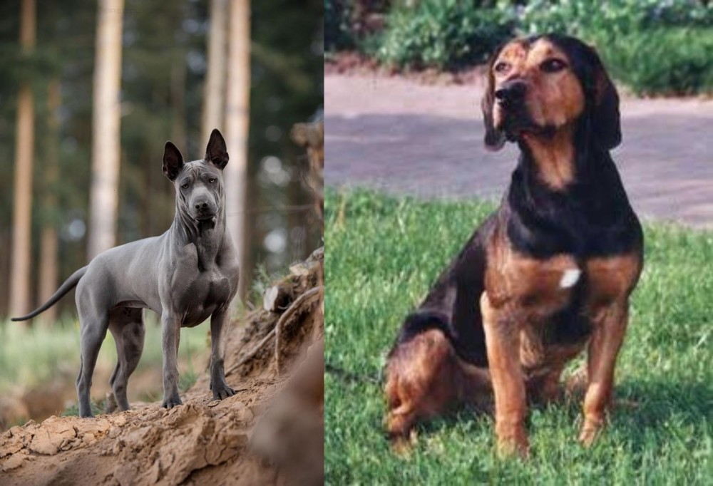 Tyrolean Hound vs Thai Ridgeback - Breed Comparison