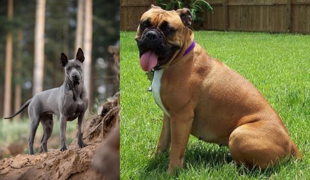 Valley Bulldog vs Thai Ridgeback - Breed Comparison