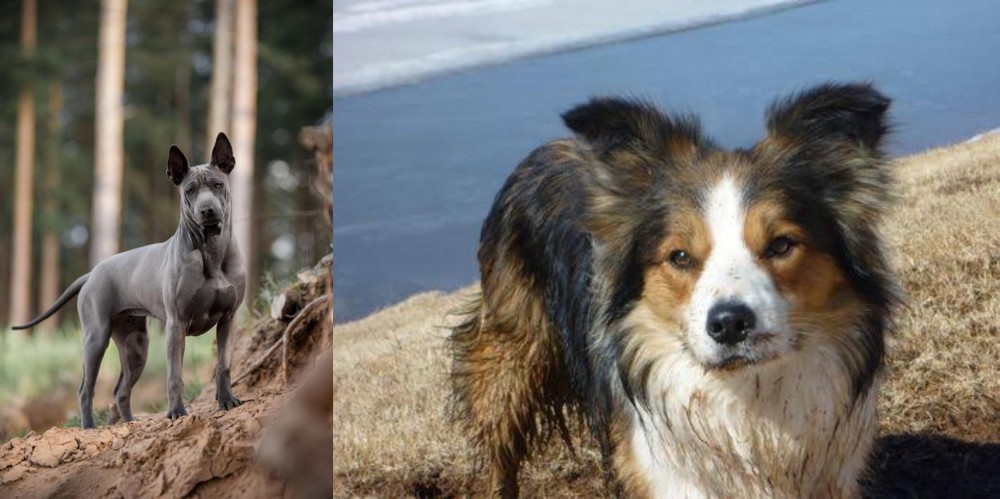 Welsh Sheepdog vs Thai Ridgeback - Breed Comparison