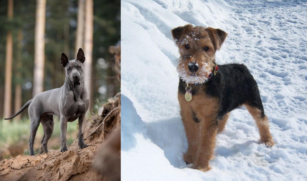 Welsh Terrier vs Thai Ridgeback - Breed Comparison