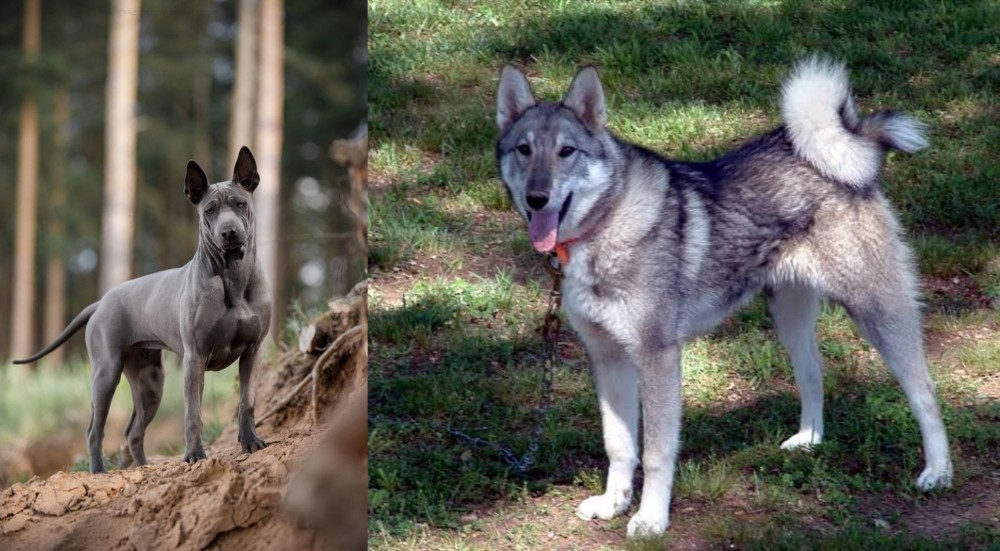 West Siberian Laika vs Thai Ridgeback - Breed Comparison