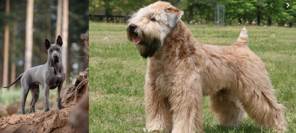 Wheaten Terrier vs Thai Ridgeback - Breed Comparison