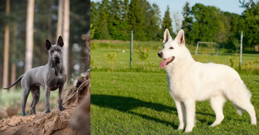 White Shepherd vs Thai Ridgeback - Breed Comparison