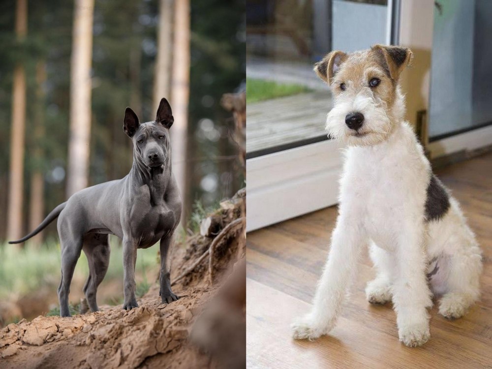 Wire Fox Terrier vs Thai Ridgeback - Breed Comparison