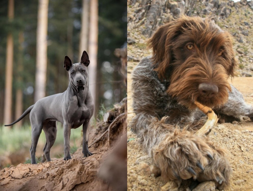 Wirehaired Pointing Griffon vs Thai Ridgeback - Breed Comparison