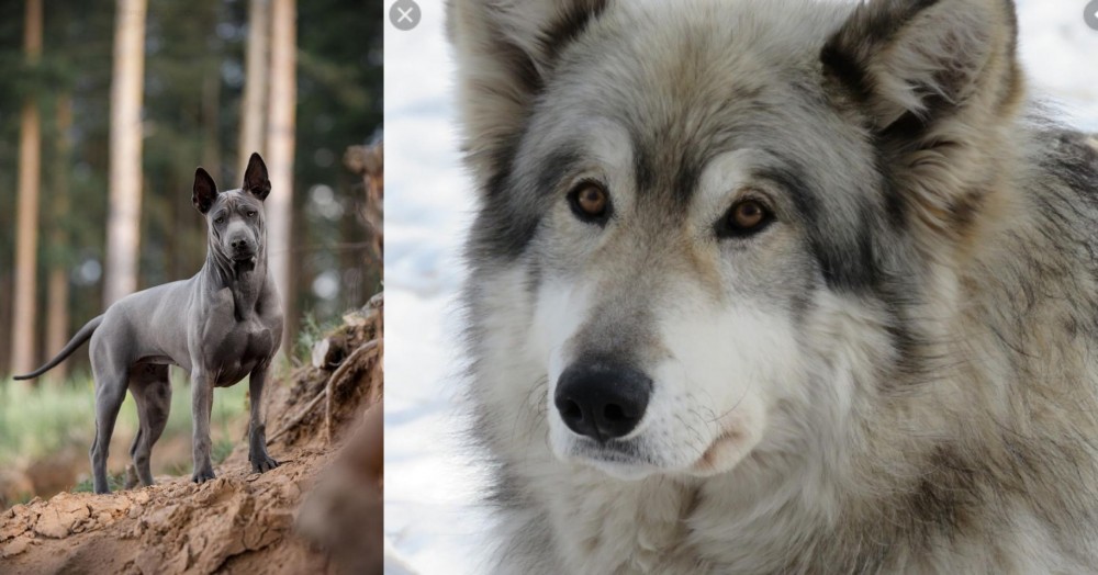 Wolfdog vs Thai Ridgeback - Breed Comparison