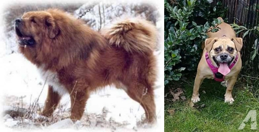 Beabull vs Tibetan Kyi Apso - Breed Comparison