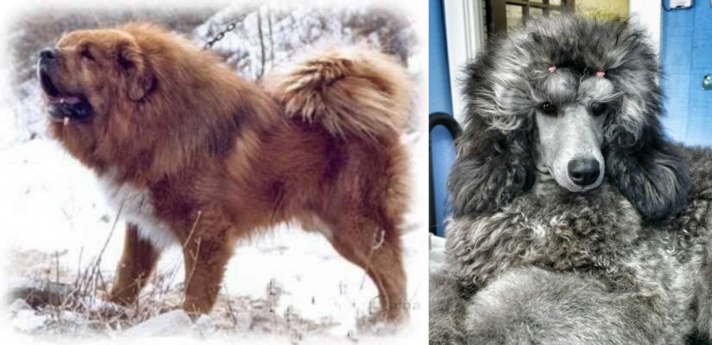 Standard Poodle vs Tibetan Kyi Apso - Breed Comparison