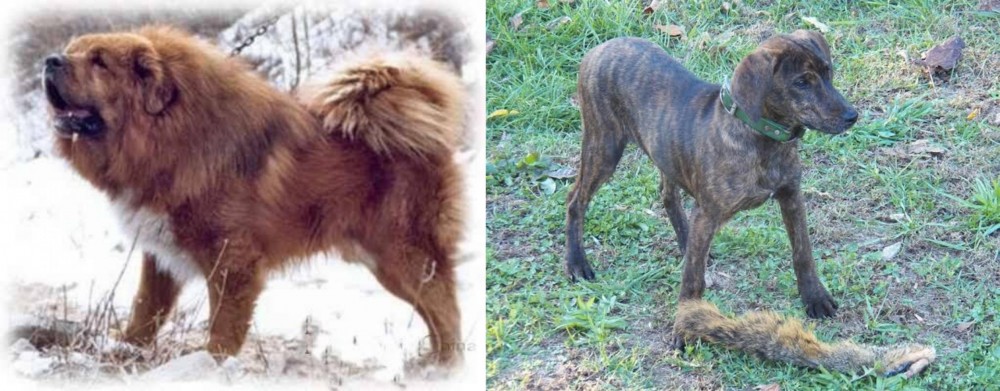 Treeing Cur vs Tibetan Kyi Apso - Breed Comparison