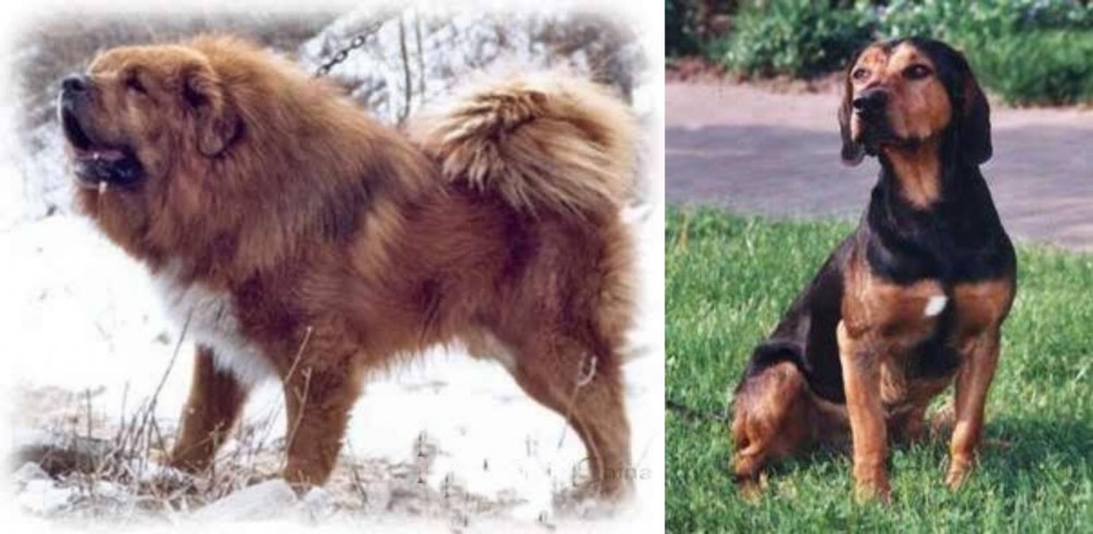 Tyrolean Hound vs Tibetan Kyi Apso - Breed Comparison