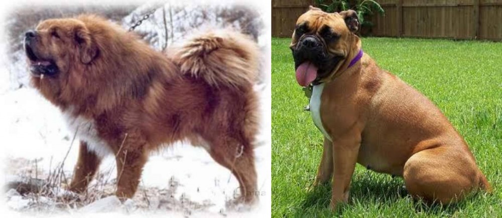Valley Bulldog vs Tibetan Kyi Apso - Breed Comparison
