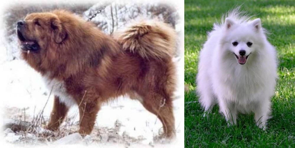 Volpino Italiano vs Tibetan Kyi Apso - Breed Comparison