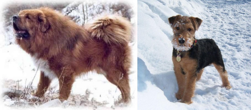 Welsh Terrier vs Tibetan Kyi Apso - Breed Comparison