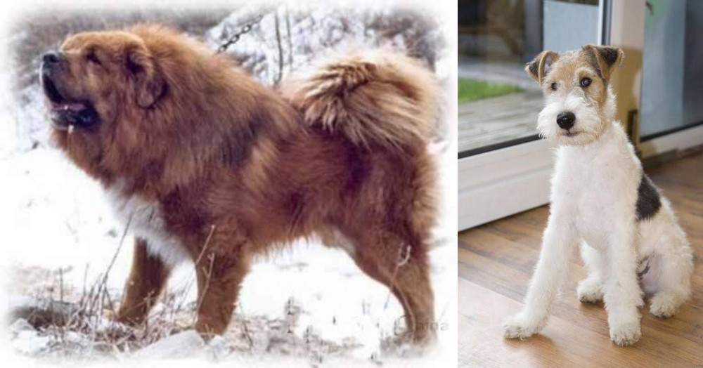 Wire Fox Terrier vs Tibetan Kyi Apso - Breed Comparison