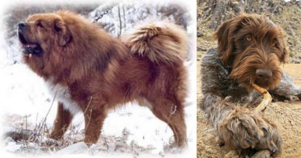 Wirehaired Pointing Griffon vs Tibetan Kyi Apso - Breed Comparison