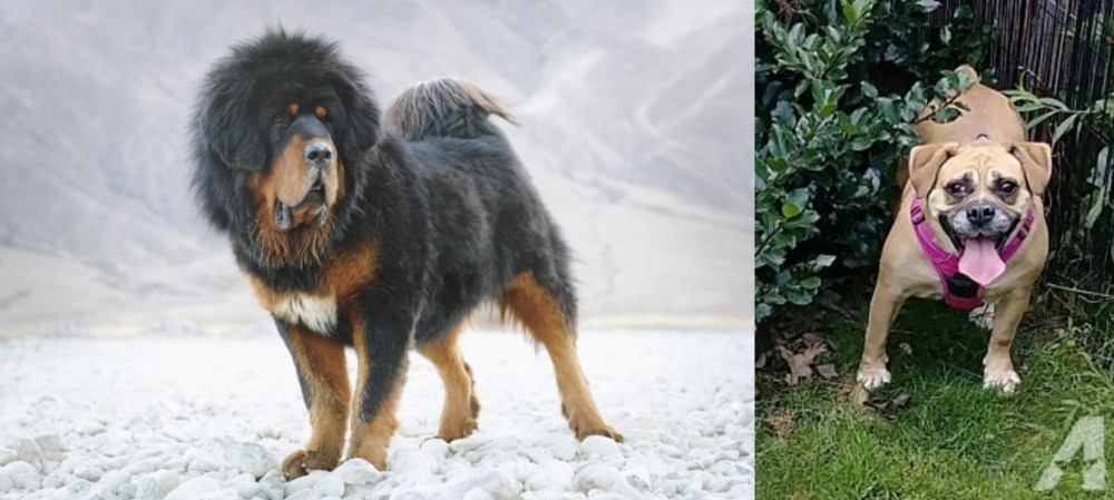 Beabull vs Tibetan Mastiff - Breed Comparison