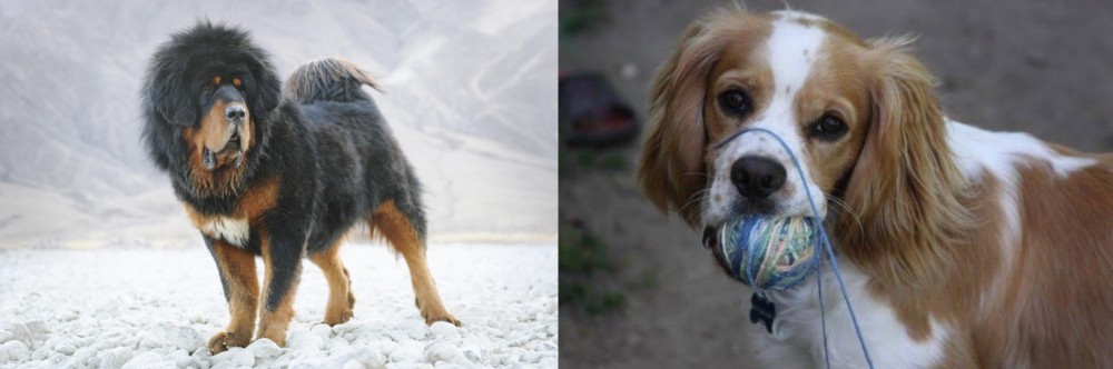 Cockalier vs Tibetan Mastiff - Breed Comparison