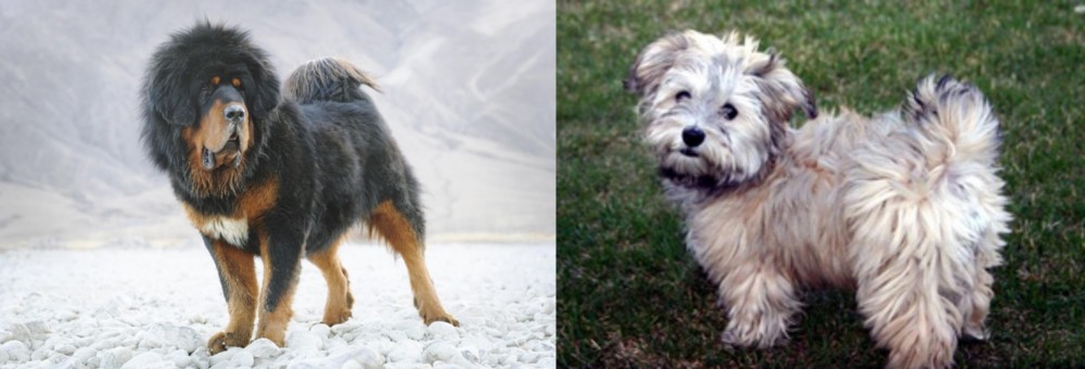 Havapoo vs Tibetan Mastiff - Breed Comparison