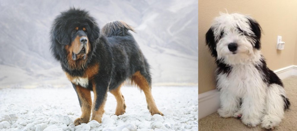 Mini Sheepadoodles vs Tibetan Mastiff - Breed Comparison