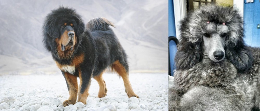 Standard Poodle vs Tibetan Mastiff - Breed Comparison