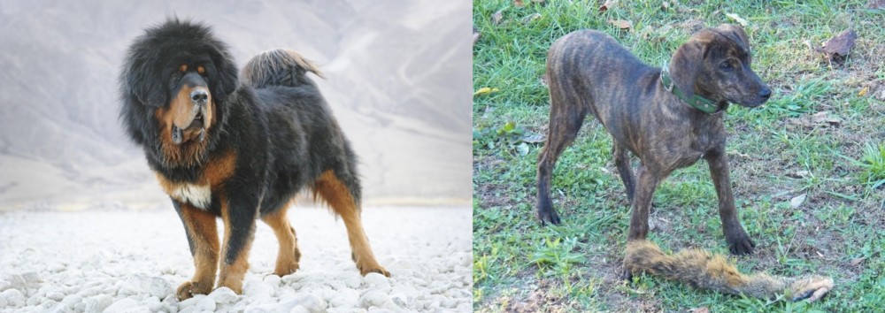 Treeing Cur vs Tibetan Mastiff - Breed Comparison