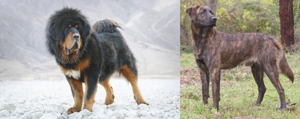 Treeing Tennessee Brindle vs Tibetan Mastiff - Breed Comparison