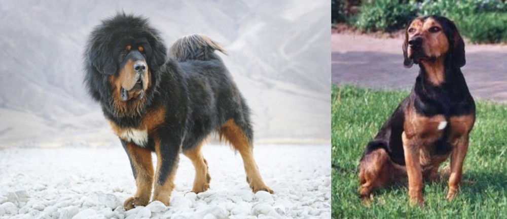 Tyrolean Hound vs Tibetan Mastiff - Breed Comparison